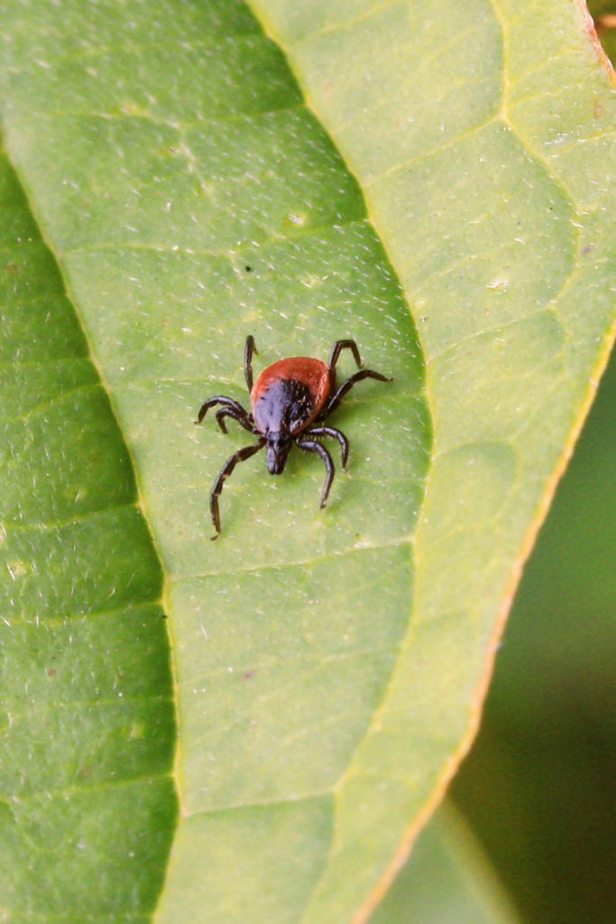 Gefahr durch Zecken